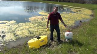 Controlling Algae in Farm Ponds [upl. by Biebel]