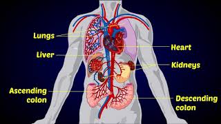 Human Heart Circulatory System  Circulation [upl. by Ydnew]