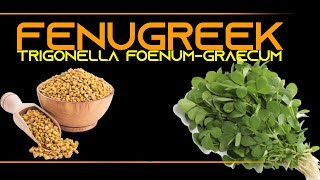 INFORMATION 68  FENUGREEK TRIGONELLA FOENUM GRAECUM [upl. by Kellsie]