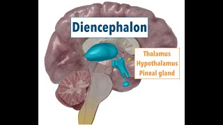 Diencephalon THALAMUS HYPOTHALAMUS PINEAL GLAND [upl. by Kosiur]