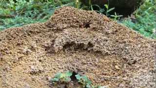 Hard working Ants Building Nest Ant Hill [upl. by Nnaeirual363]