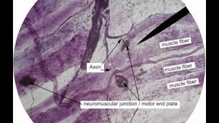 muscle histologyavi [upl. by Ihtac]