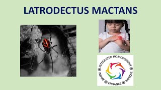 Latrodectus Mactans by INTEGRATED HOMOEOPATHY [upl. by Yespmed259]