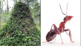 9Foot Tall 300 Year Old Anthill Discovered [upl. by Pfeifer]