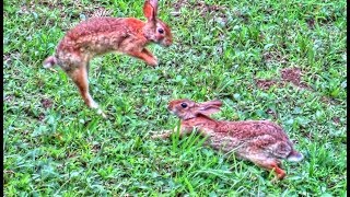 Wild Rabbit Bonding and Courtship Behavior [upl. by Eaves]