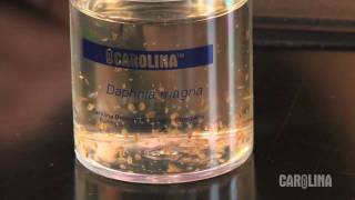 How to Care for Daphnia [upl. by Ileyan]