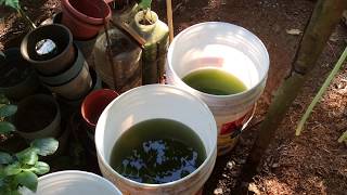 How to grow Green Water Algae [upl. by Eeniffar]