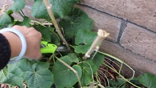 Hollyhocks FallWinter Care Fertilizing amp Seed Harvest  Ep 86 [upl. by Feodore739]