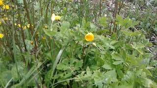 Wood poppy vs greater celandine identification [upl. by Denbrook909]