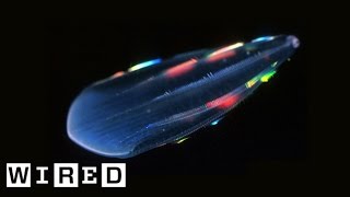 Absurd Creatures  Comb Jellies Are Ready to Rave [upl. by Zohara]