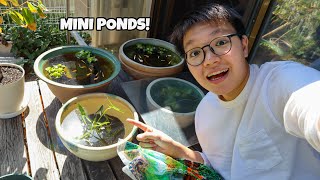 ALL OUR MINI PATIO PONDS Easy Japanese Rice Fish Mini Pond [upl. by Anella]