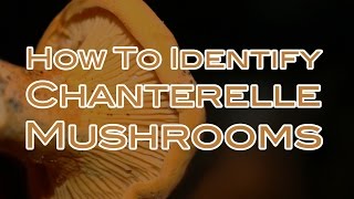 How To Identify Chanterelle Mushrooms [upl. by Zuliram687]