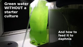 Green Water WITHOUT a Starter Culture  From Scratch  How To [upl. by Annaeoj998]