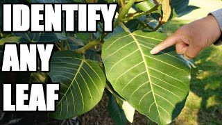 How to Identify Different Leaves Using Structure Types and Shapes [upl. by Aitropal]