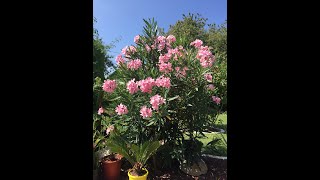 laurier rose nerium oleander plantation [upl. by Evangelia]