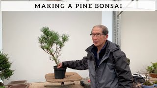 How To Make A Pine Bonsai [upl. by Cleary736]