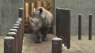 De neushoorns gaan frisse lucht halen  Burgers Zoo Natuurlijk  Arnhem [upl. by Johnsson274]