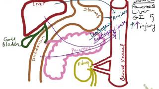 Amylase amp Lipase [upl. by Ydisac237]