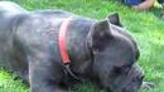 bluebrindle formentino CaneCorso [upl. by Filipe]