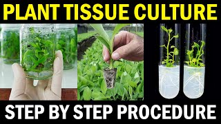 Plant Tissue Culture  Banana Tissue Culture Step by Step Procedure [upl. by Zurciram]