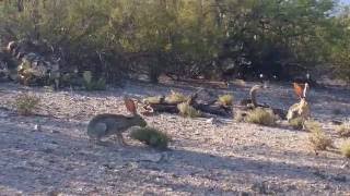 Jack Rabbits mating [upl. by Pascal]