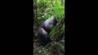 Wild Silverback Gorilla mating [upl. by Crescen]