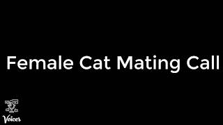 Female Cat Mating Call [upl. by Haland]