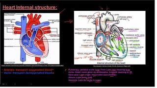 The Circulatory System L2  Heart and Blood Vessels  ICSE Class 10 Biology  Umang Vedantu Class 10 [upl. by Emlin533]