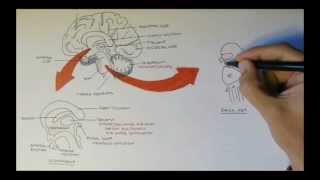 Brain Anatomy Overview  Lobes Diencephalon Brain Stem amp Limbic System [upl. by Nesyrb55]