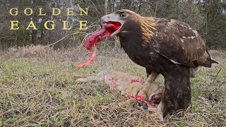 Birds of prey  GOLDEN EAGLE eating its prey [upl. by Giana100]