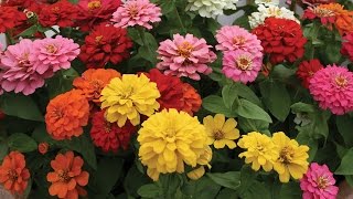 All About Zinnia Flowers [upl. by Sabas]