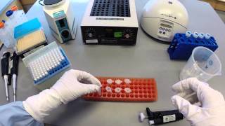 DNA Extraction Protocol  Part 1 [upl. by Nadruoj]