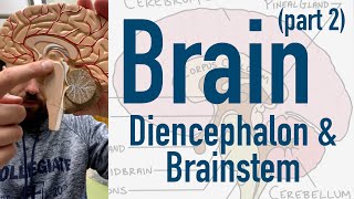 Brain Diencephalon and Brainstem [upl. by Corly121]