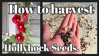 WHEN amp HOW to harvest Hollyhock Seeds [upl. by Lole]