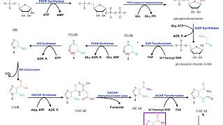 Nucleotide Metabolism  Purine Biosynthesis 1 Up to IMP [upl. by Diandra]