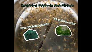 How To Culture Daphnia and Moinas using Green Water Spirulina powder [upl. by Ajax]