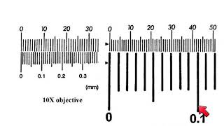 AS Biology  How to calibrate a microscope [upl. by Pavel]