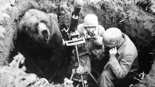 The HeartMelting Story Of Wojtek The Soldier Bear [upl. by Eelirrem]