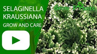 Selaginella kraussiana  grow and care Spikemoss [upl. by Barboza]