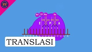 SINTESIS PROTEIN  TRANSLASI [upl. by Stoughton]