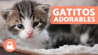 Vídeos de GATITOS BEBÉS 😻 ¡Gatos Tiernos y Graciosos [upl. by Aseek]