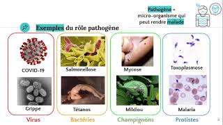 Les microorganismes pathogènes 🦠 [upl. by Elag624]