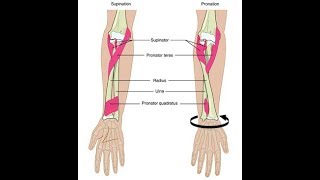 Wrist supination and pronation exercises [upl. by Sabino]