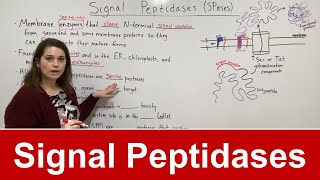 Signal Peptidases [upl. by Montana]