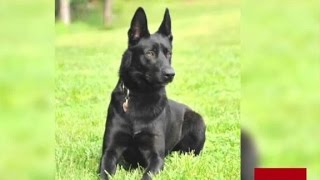 K9 officer saves ambushed partner [upl. by Lodi812]