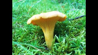 Identifying the Chanterelle Cantharellus cibarius Golden Chanterelle Girolle [upl. by Bronk]