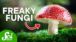 The Craziest Fungi On Earth Today [upl. by Sanborne]