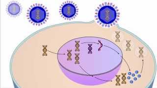 The Viral Life Cycle [upl. by Lyndsey]