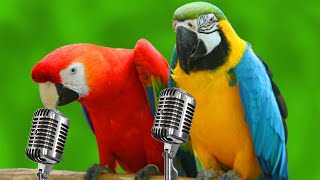 Parrots Singing  Funny Parrots Singing Songs [upl. by Nnywg]