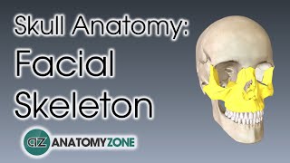 Permanent Maxillary Lateral Incisor 3D Morphology [upl. by Jolene92]